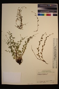 Erigeron aequifolius image